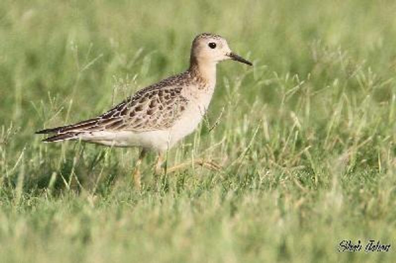 Buff breasted Sandpiper