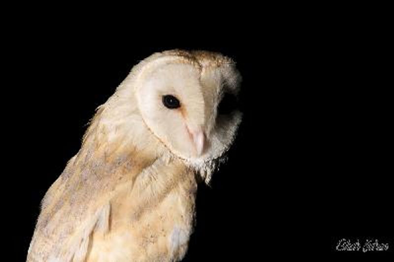 Common Barn Owl