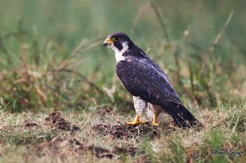 Peregrine Falcon