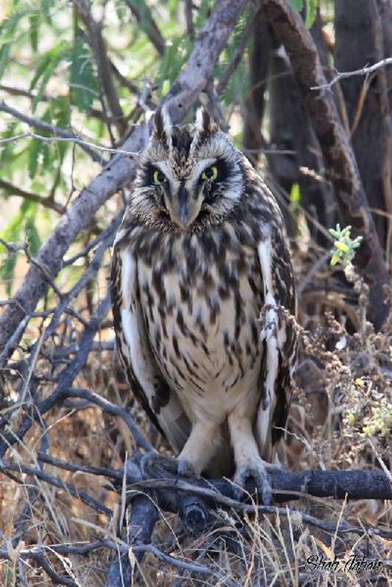 Short eared Owl