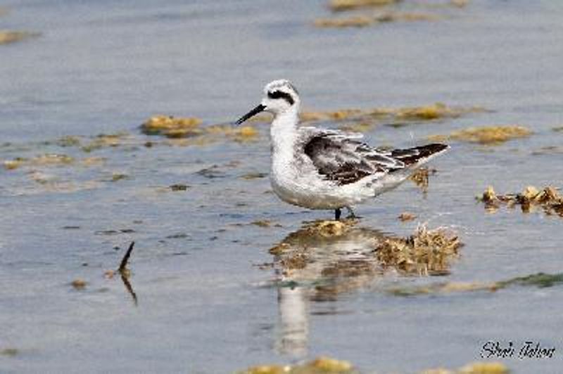 Red necked Phalarope