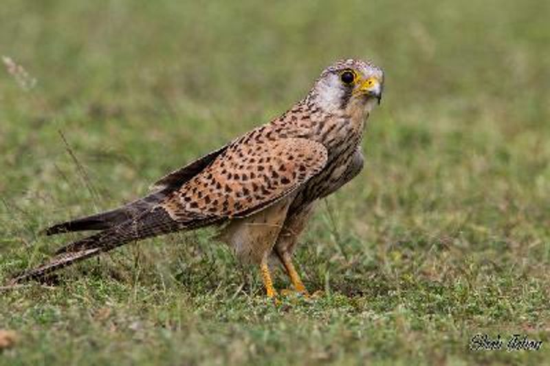 Common Kestrel