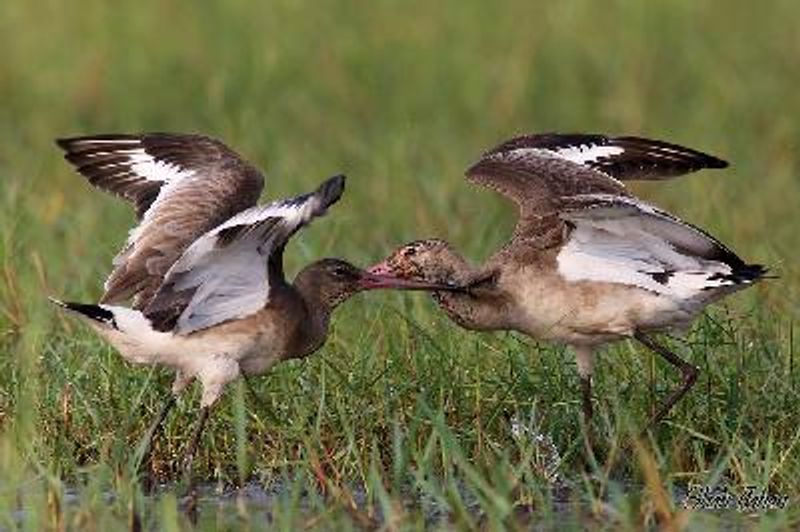 Black tailed Godwit