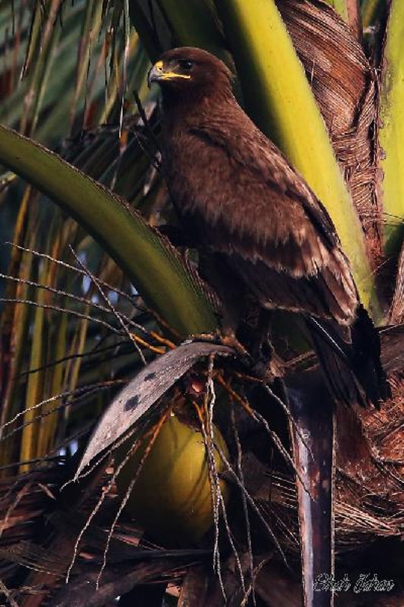 Indian Spotted Eagle