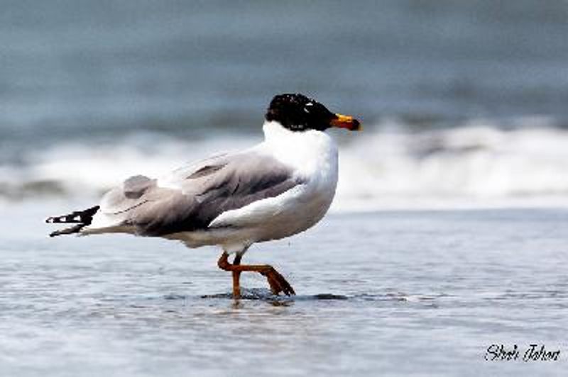 Pallas's Gull