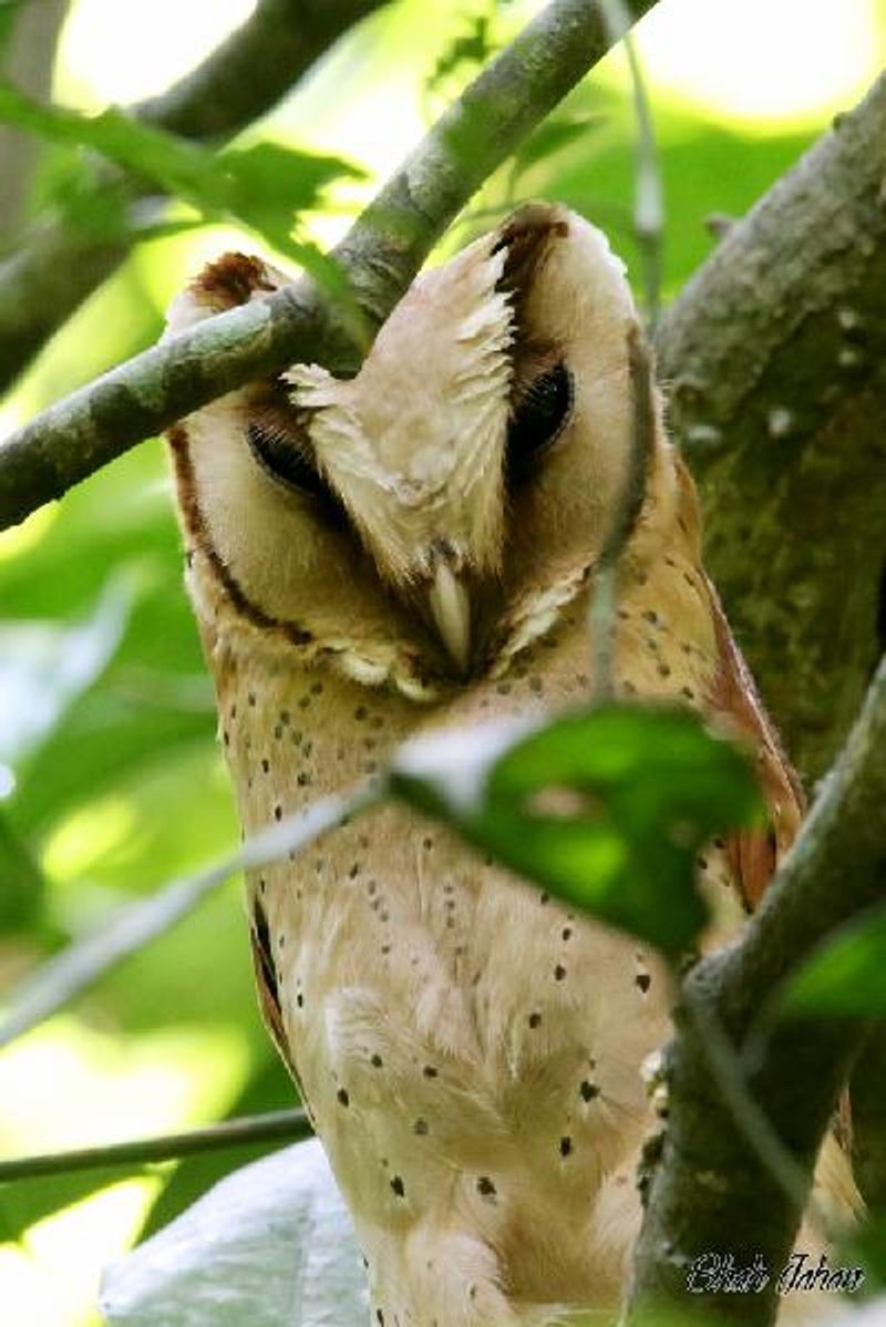 Bay Owl