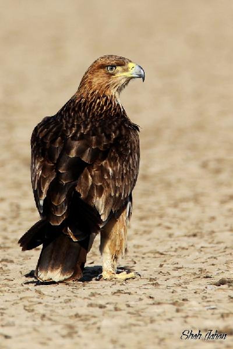 Eastern Imperial Eagle