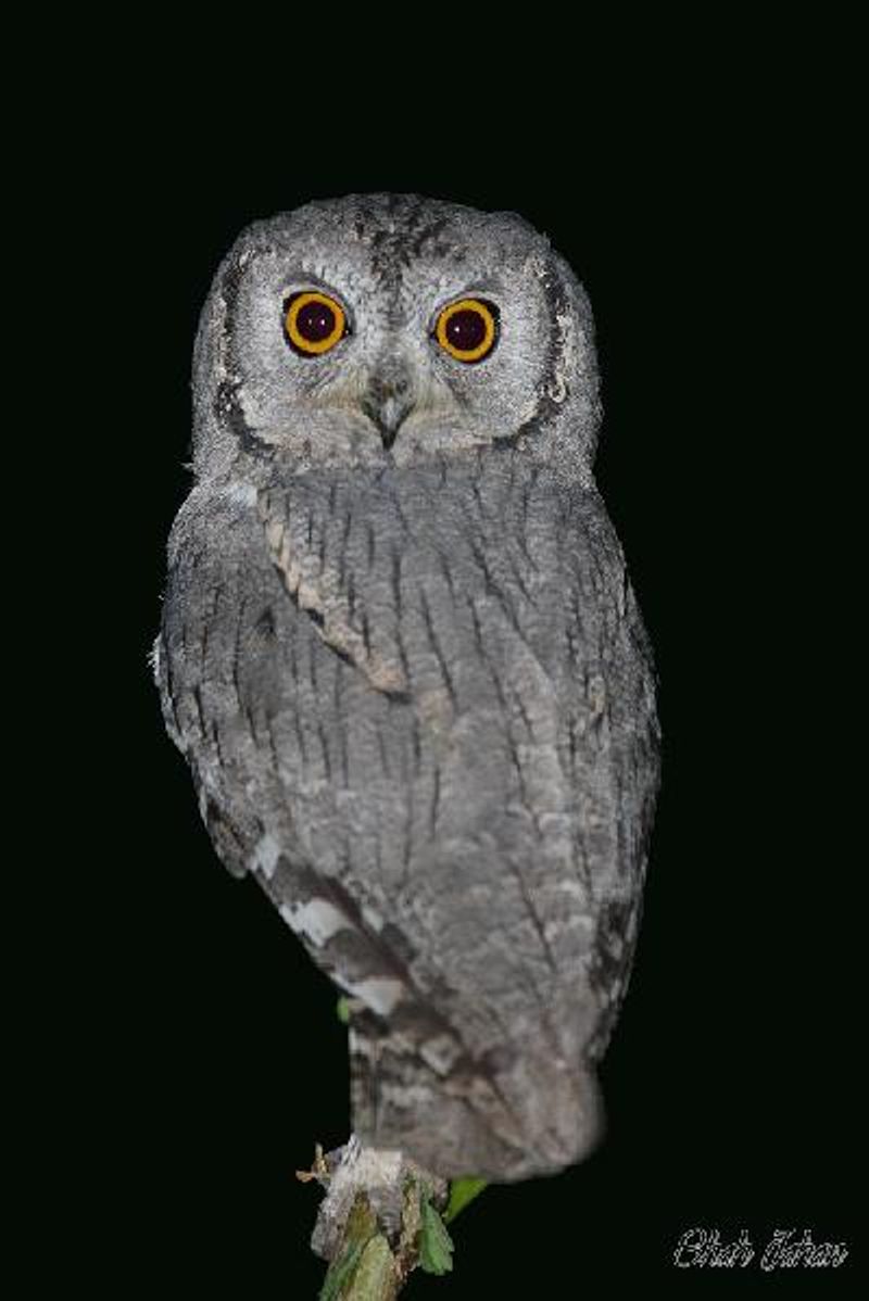 Pallid Scops Owl