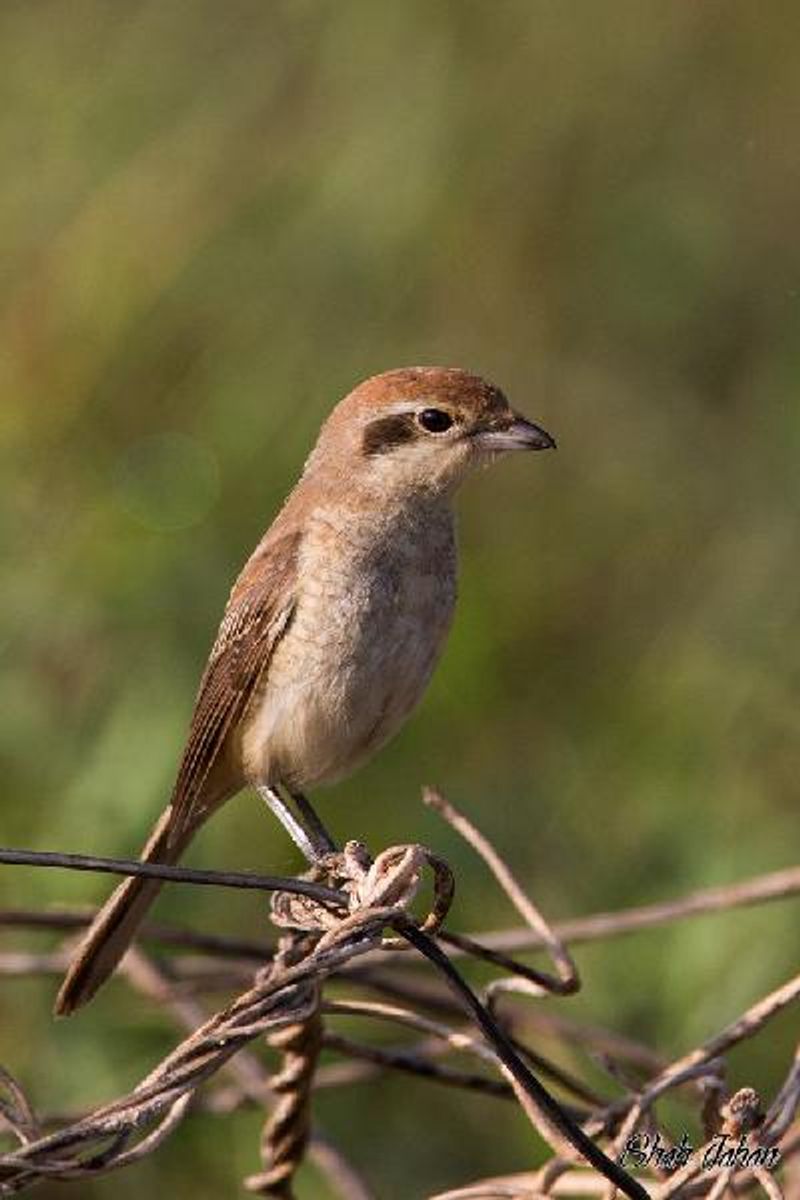 Brown Shrike