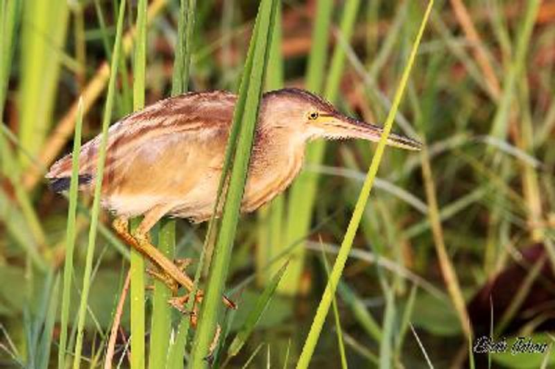 Yellow Bittern