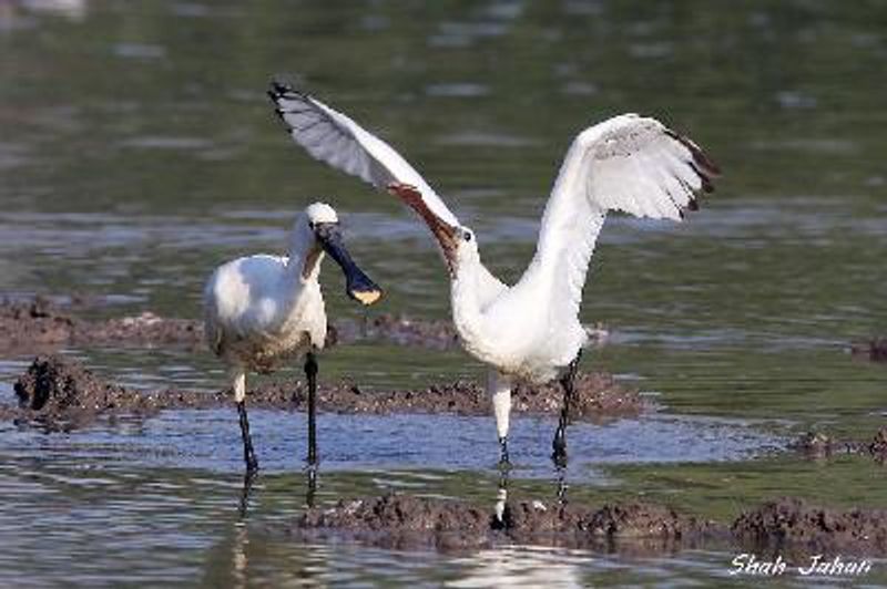 Eurasian Spoonbill
