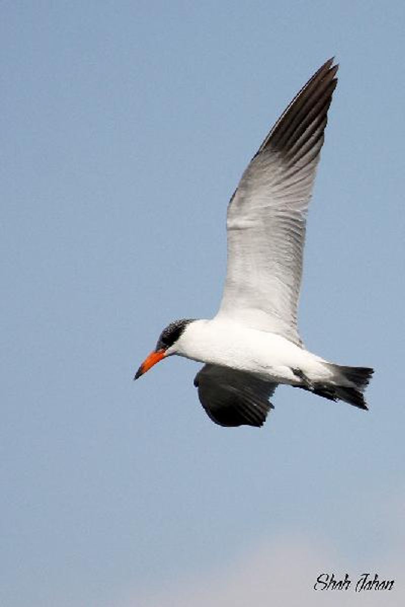 Caspian Tern