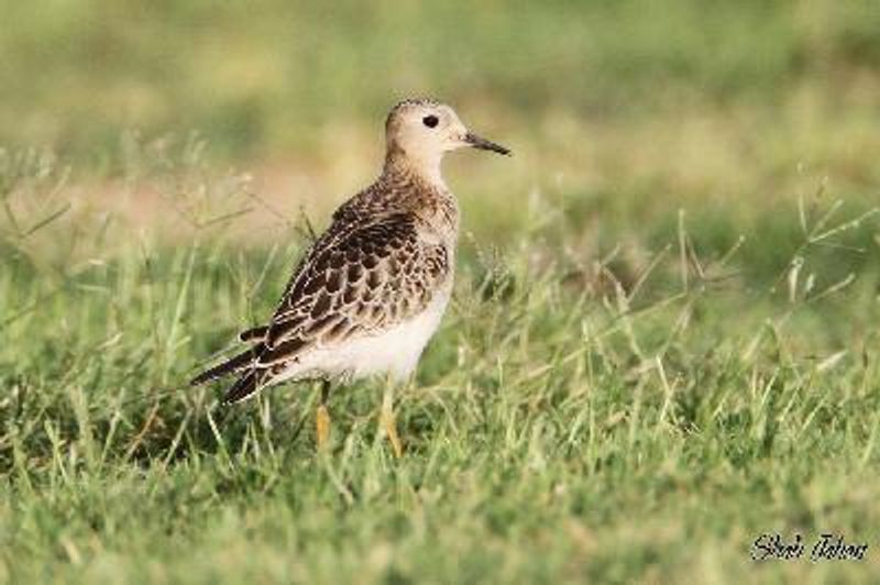 Buff breasted Sandpiper