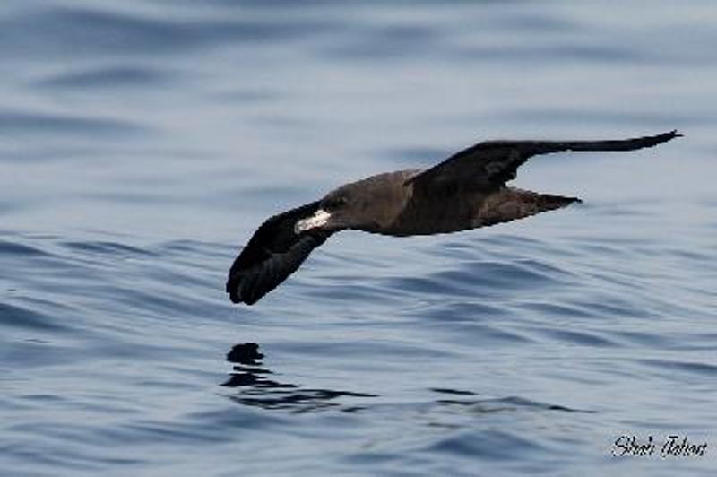 Flesh footed Shearwater