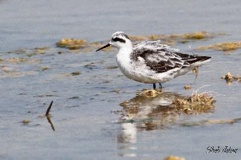 Red necked Phalarope