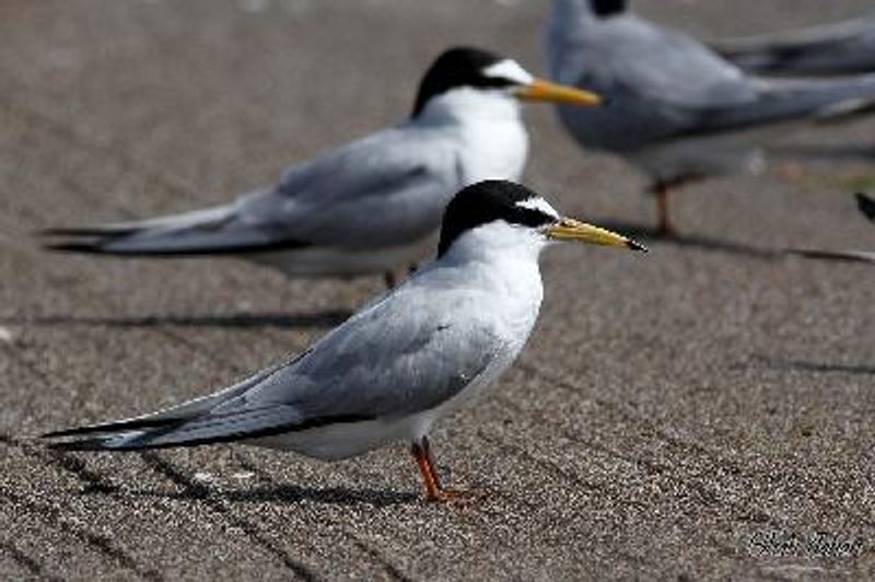 Little Tern