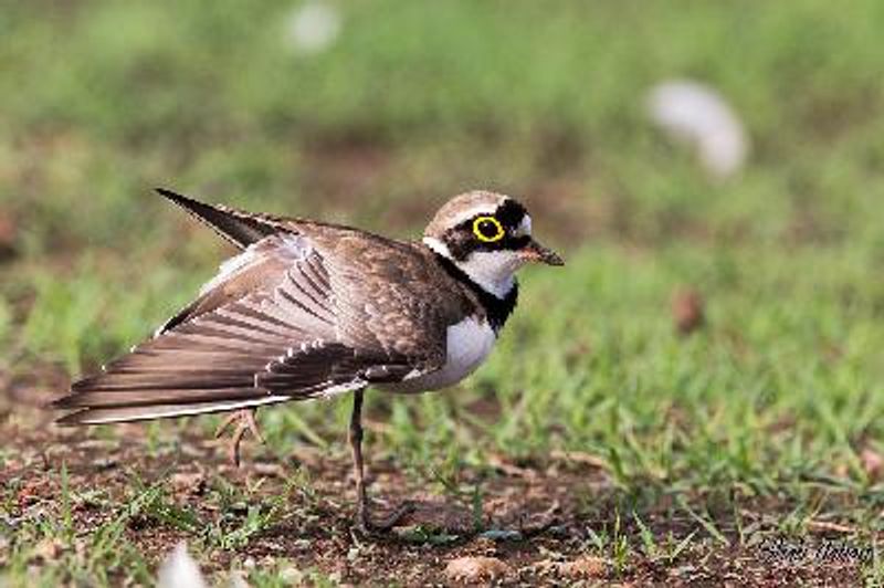 Little Ringed Plover