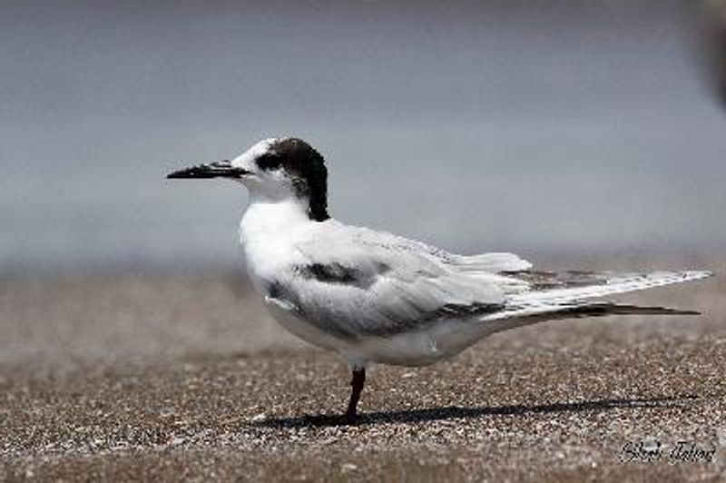 Common Tern
