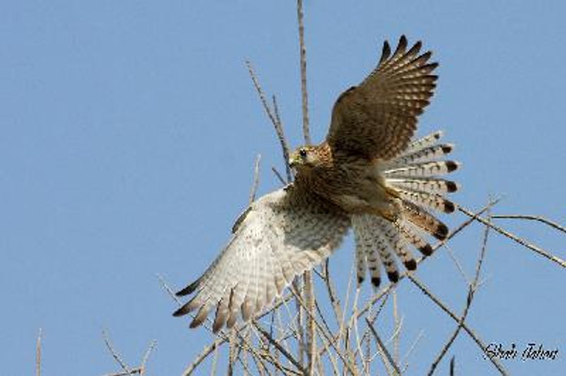 Common Kestrel