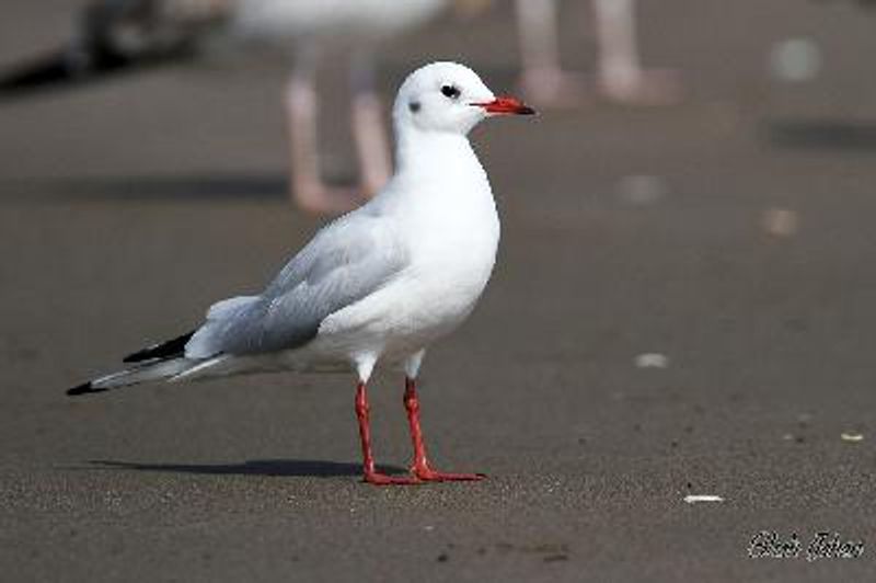 Black headed Gull