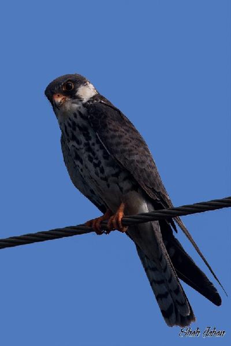 Amur Falcon