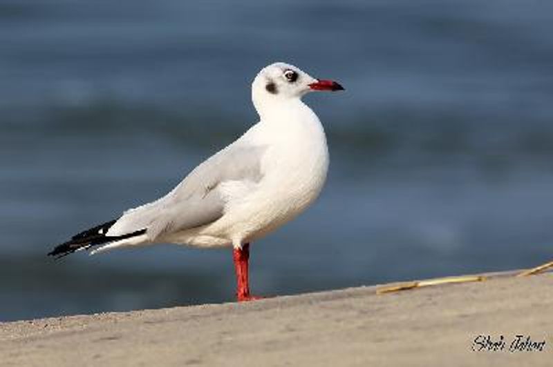 Brown headed Gull