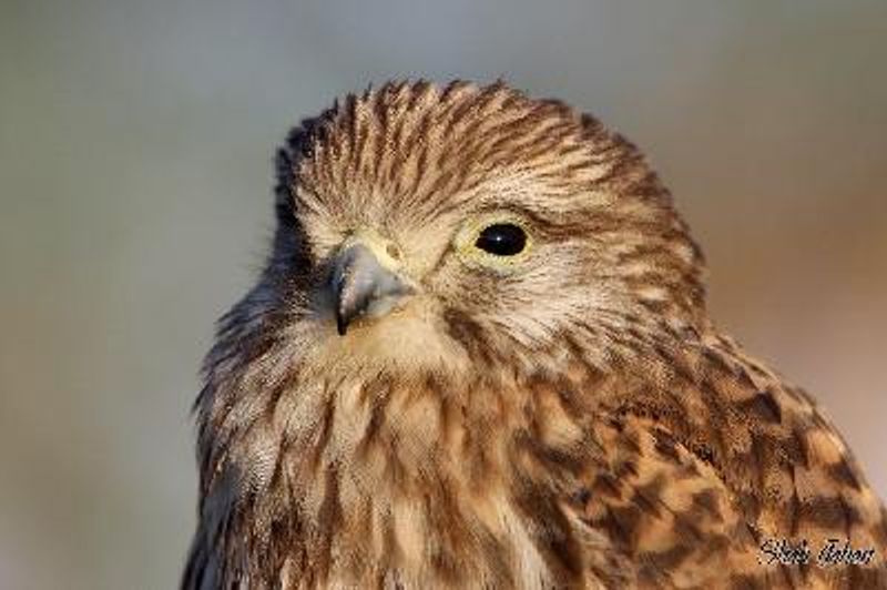 Common Kestrel