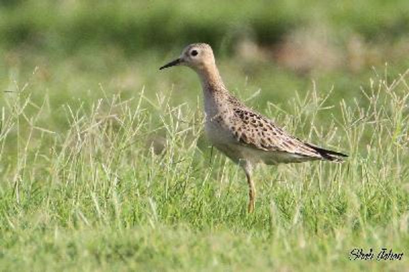 Buff breasted Sandpiper