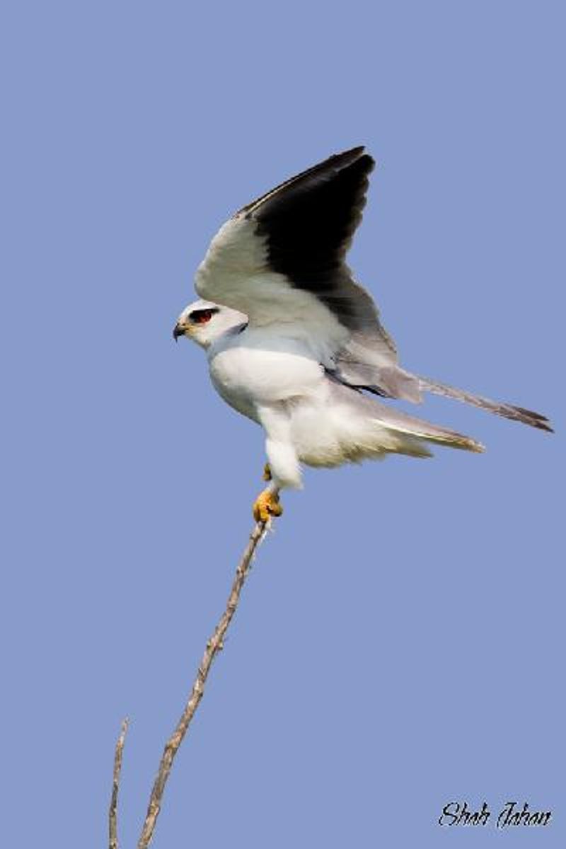 Black winged Kite