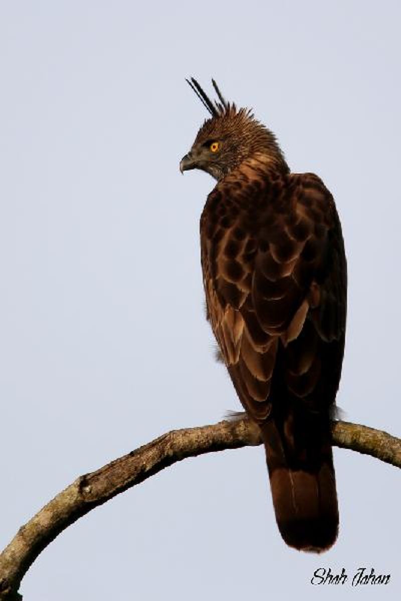 Crested Hawk Eagle