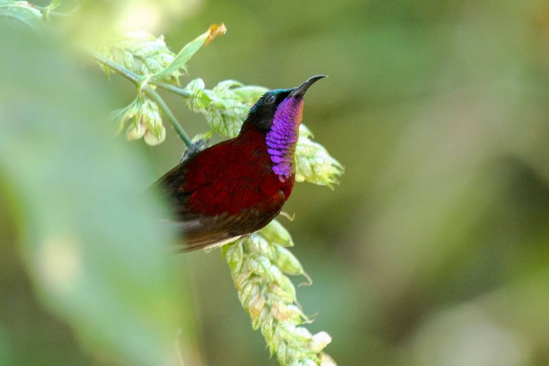 crimson backed sunbird male