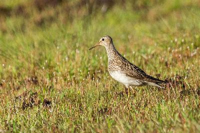 Pectoral Sandpiper