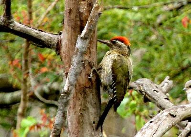 Streak throated Woodpecker