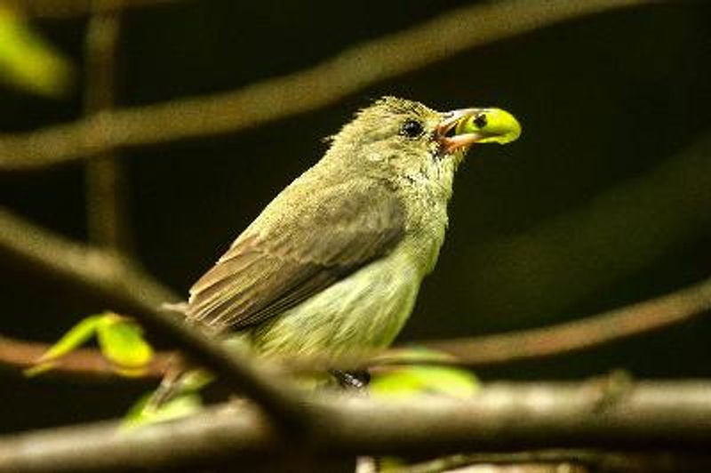 Pale billed Flowerpecker