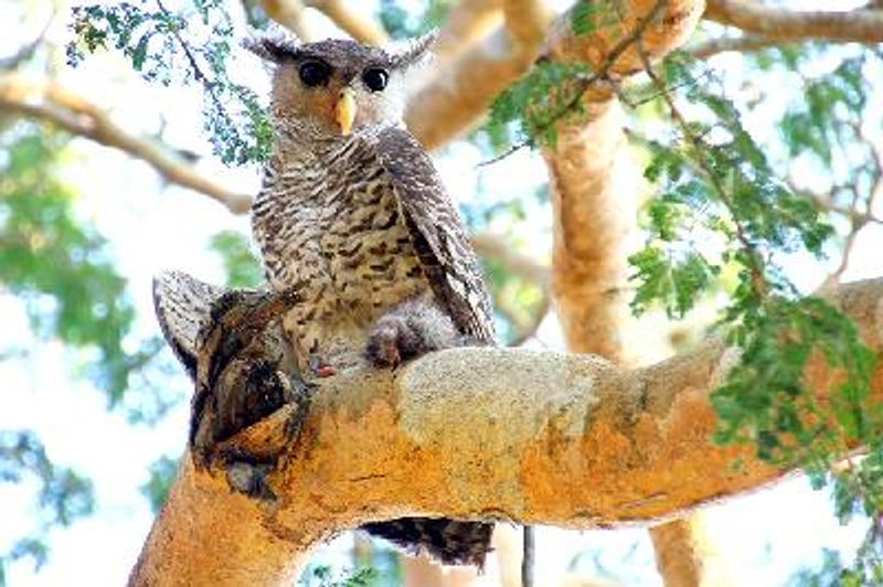 Spot bellied Eagle Owl