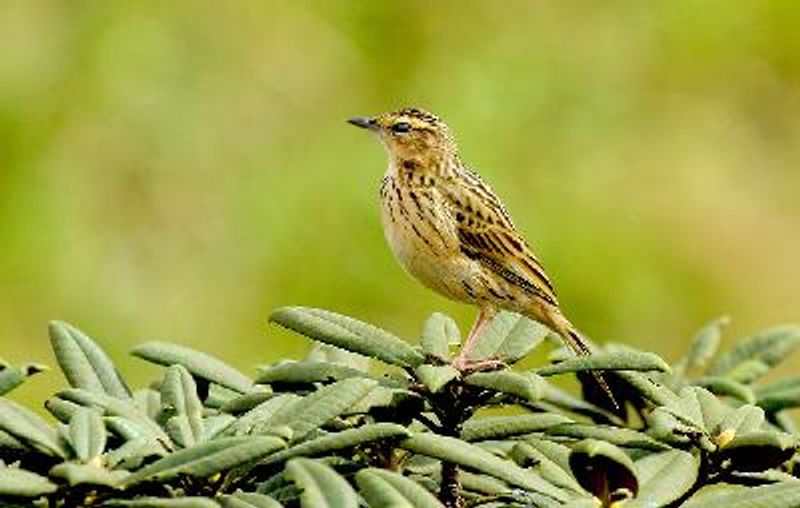 Nilgiri Pipit