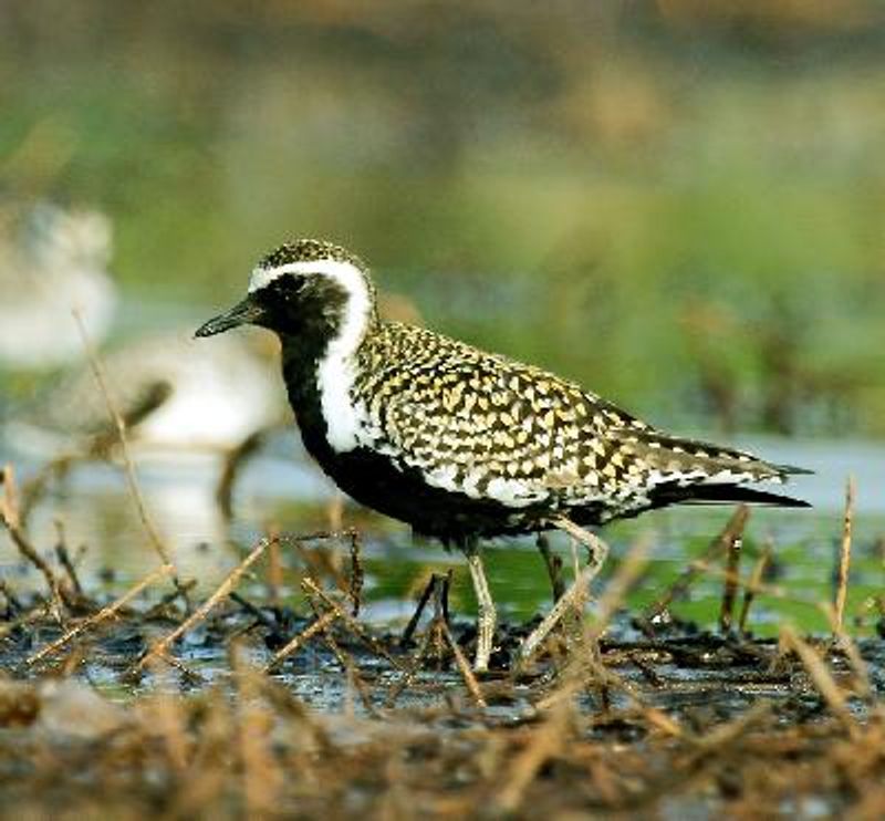 Pacific Golden Plover