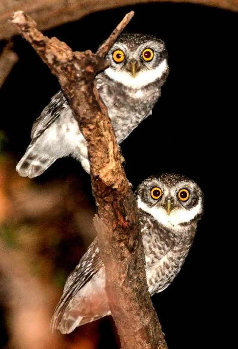 Spotted Owlet