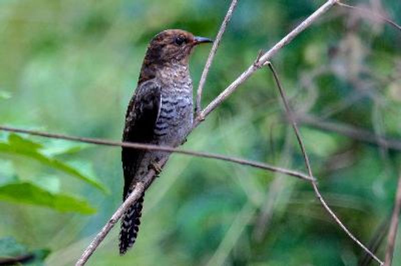 Grey bellied Cuckoo