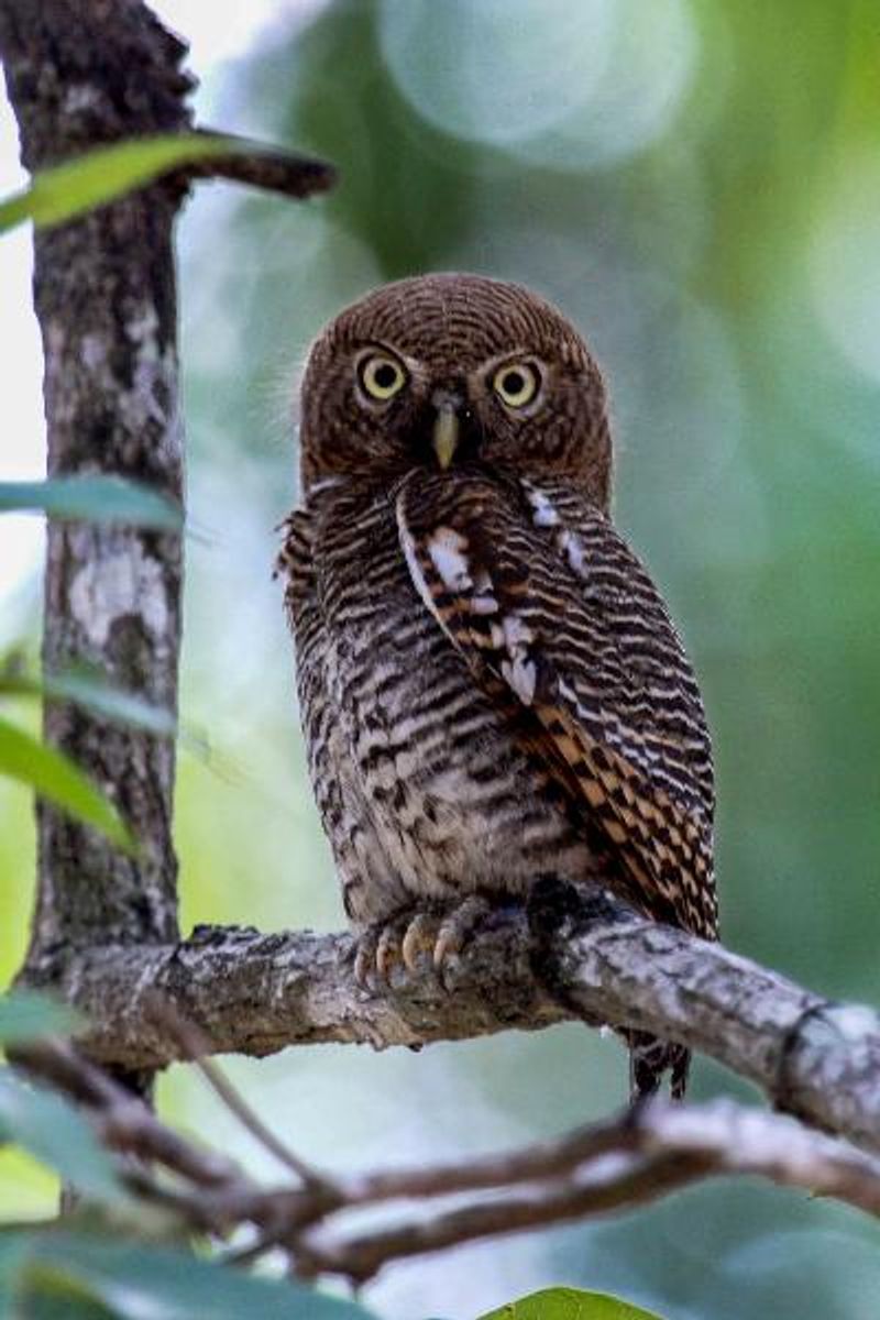 Jungle Owlet