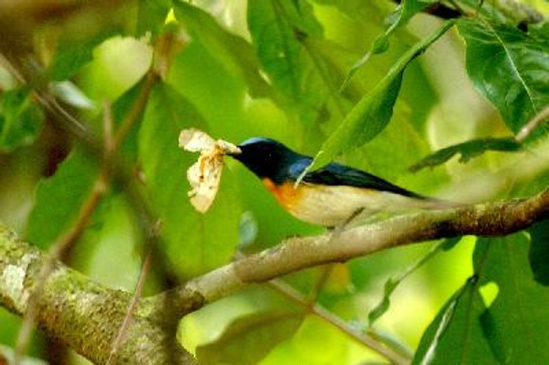 Blue throated Blue Flycatcher