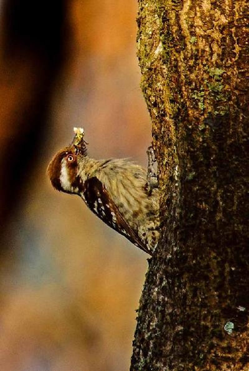 Brown capped Pygmy Woodpecker