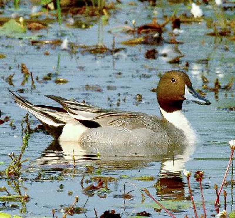 Northern Pintail