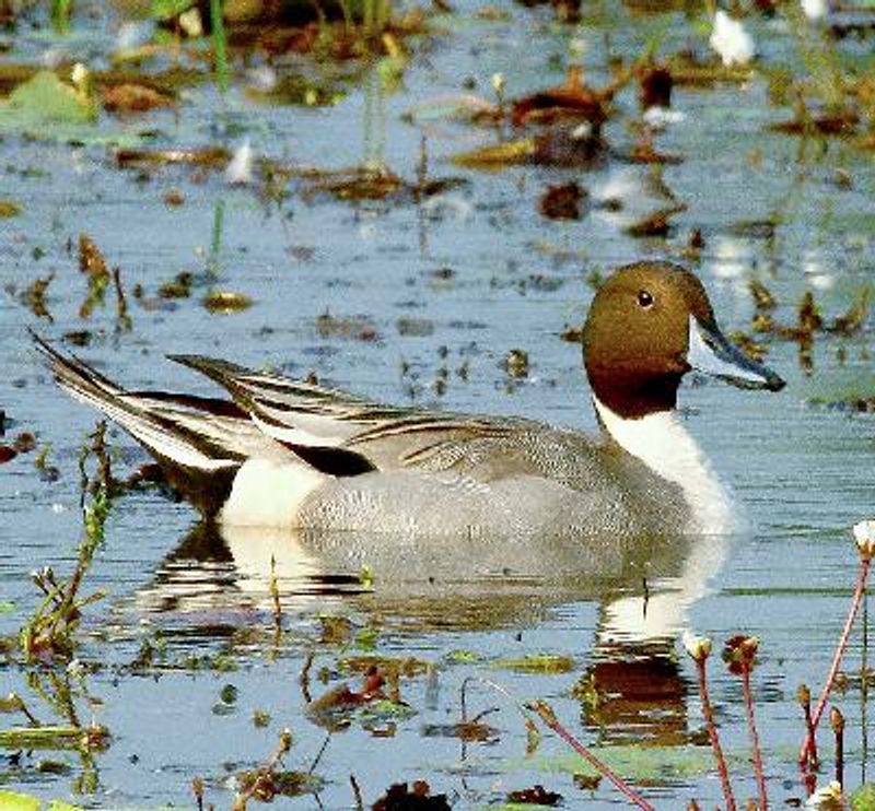 Northern Pintail