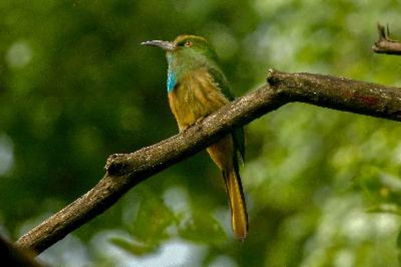 Blue bearded Bee eater