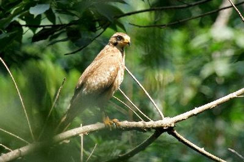 White eyed Buzzard