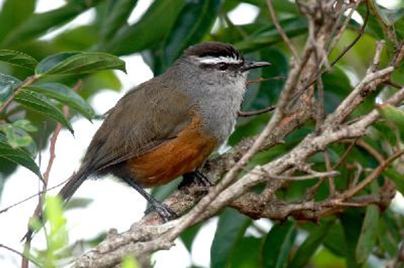 Palani Laughing thrush