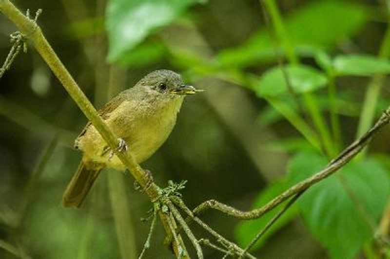 Brown cheeked Fulvetta