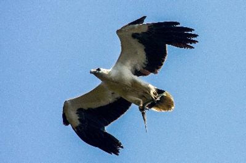 White bellied Sea Eagle