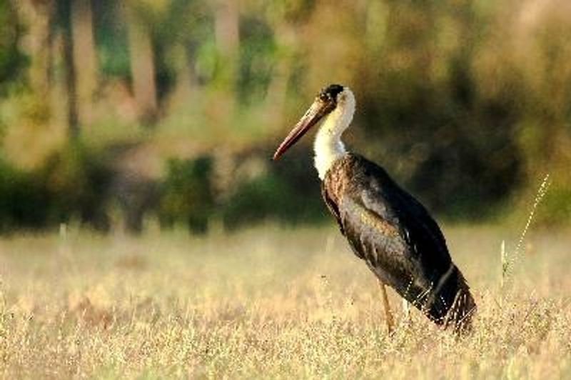 Woolly necked Stork